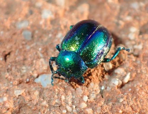 Chrysolina fastuosa